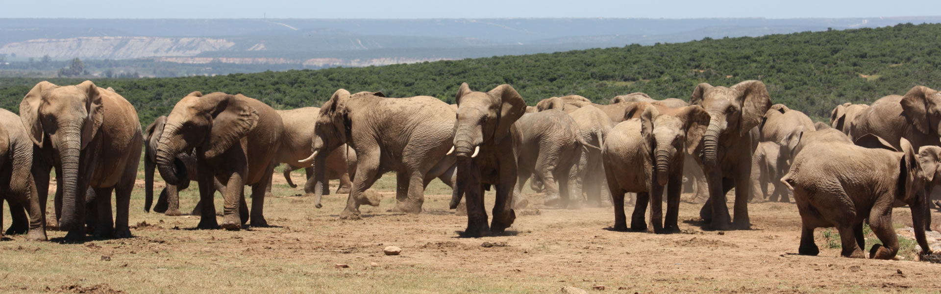 Addo Elephant National Park